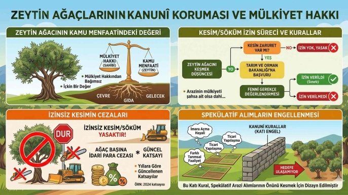 Türkiye'de Zeytinlik Vasıflı Arazilerin Kullanım Olanakları ve Güncel Hukuki Rejim (2026 Raporu)
