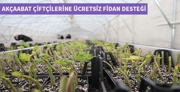 Akçaabat çiftçilerine ücretsiz fidan desteği sağlanacak