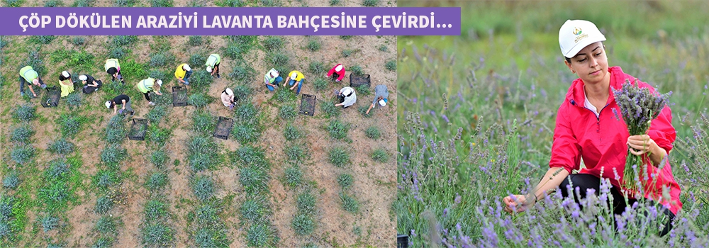 Çöp depolama alanını Lavanta bahçesine çevirdi