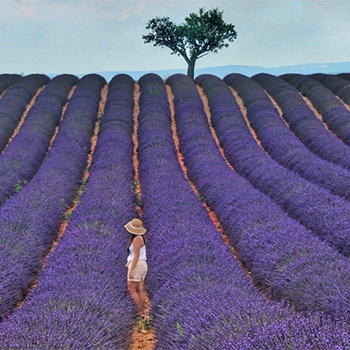 Karabiga Özel Orman tıbbi aromatik amaçlı kiralama