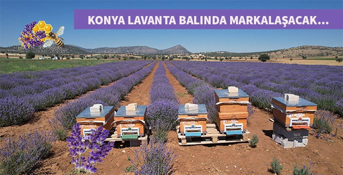 Konya lavanta balında markalaşmak istiyor