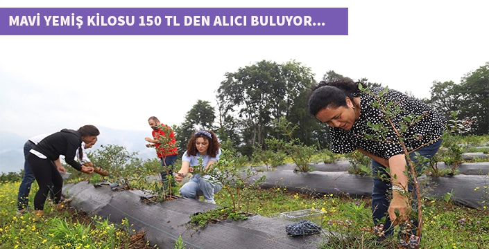 Mavi Yemiş kilosu 150 tl den alıcı buluyor