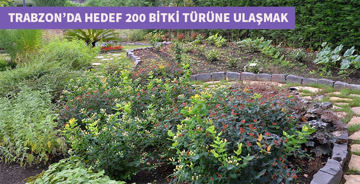 Trabzon tıbbi aromatik bitkilerde 200 türe ulaşmayı hedefliyor