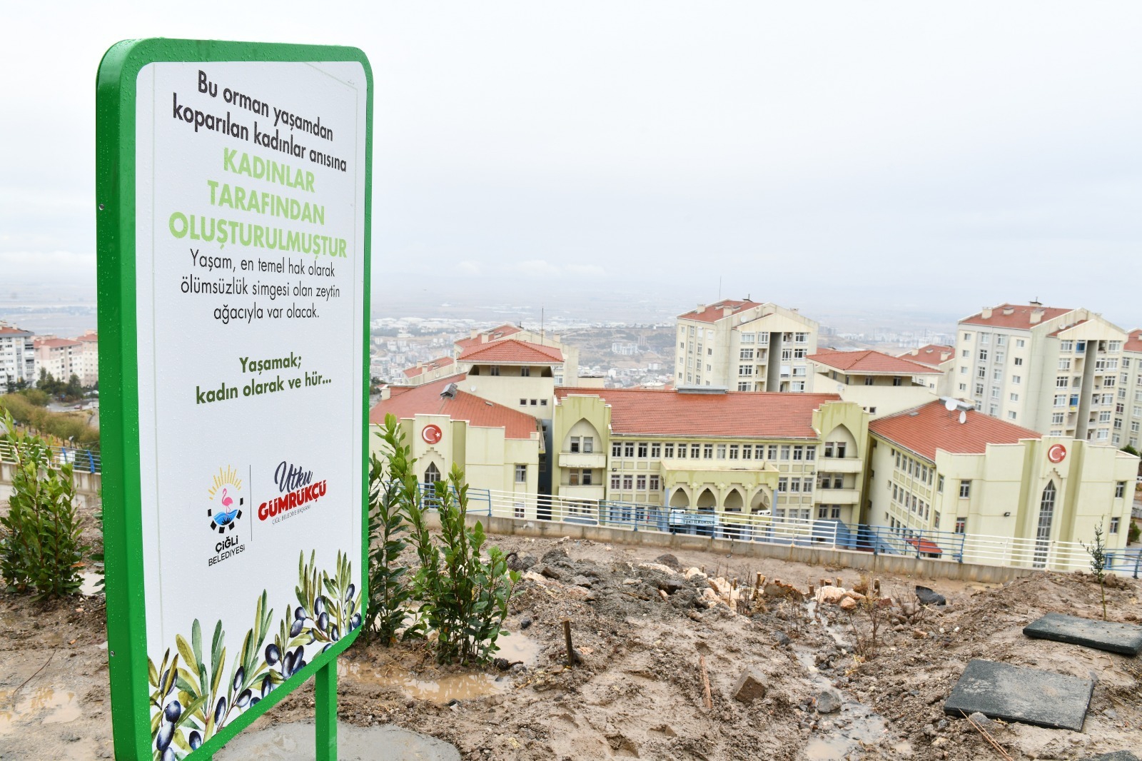 Zeytin Fidanları Çiğlili Kadınların Elinde Hayat Buldu