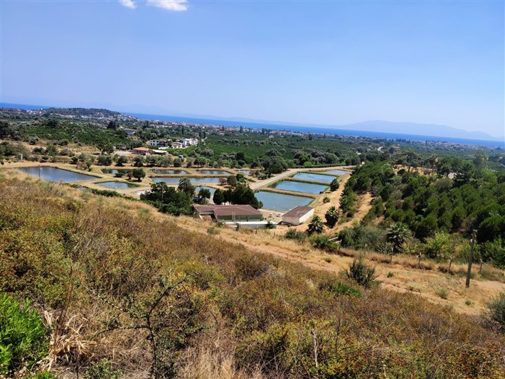 İzmir Sularına 5 Milyon Yavru Sazan