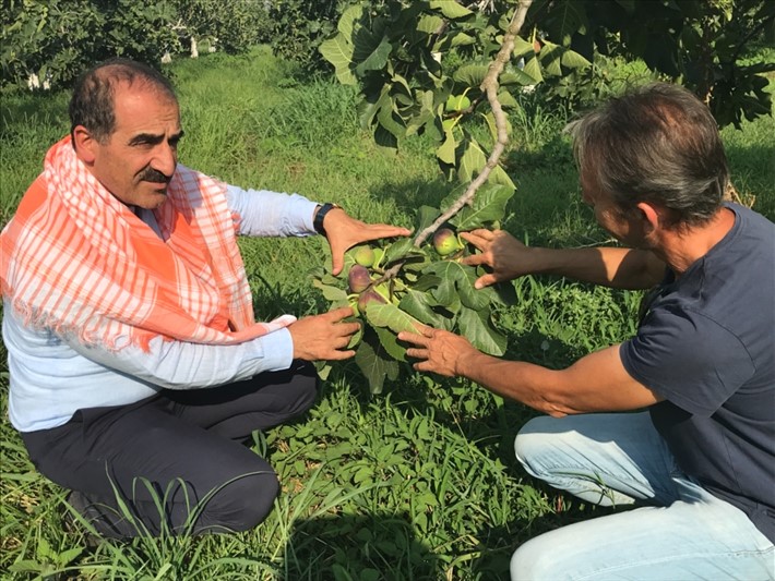Taze incir ihracatında hedef 100 milyon dolar