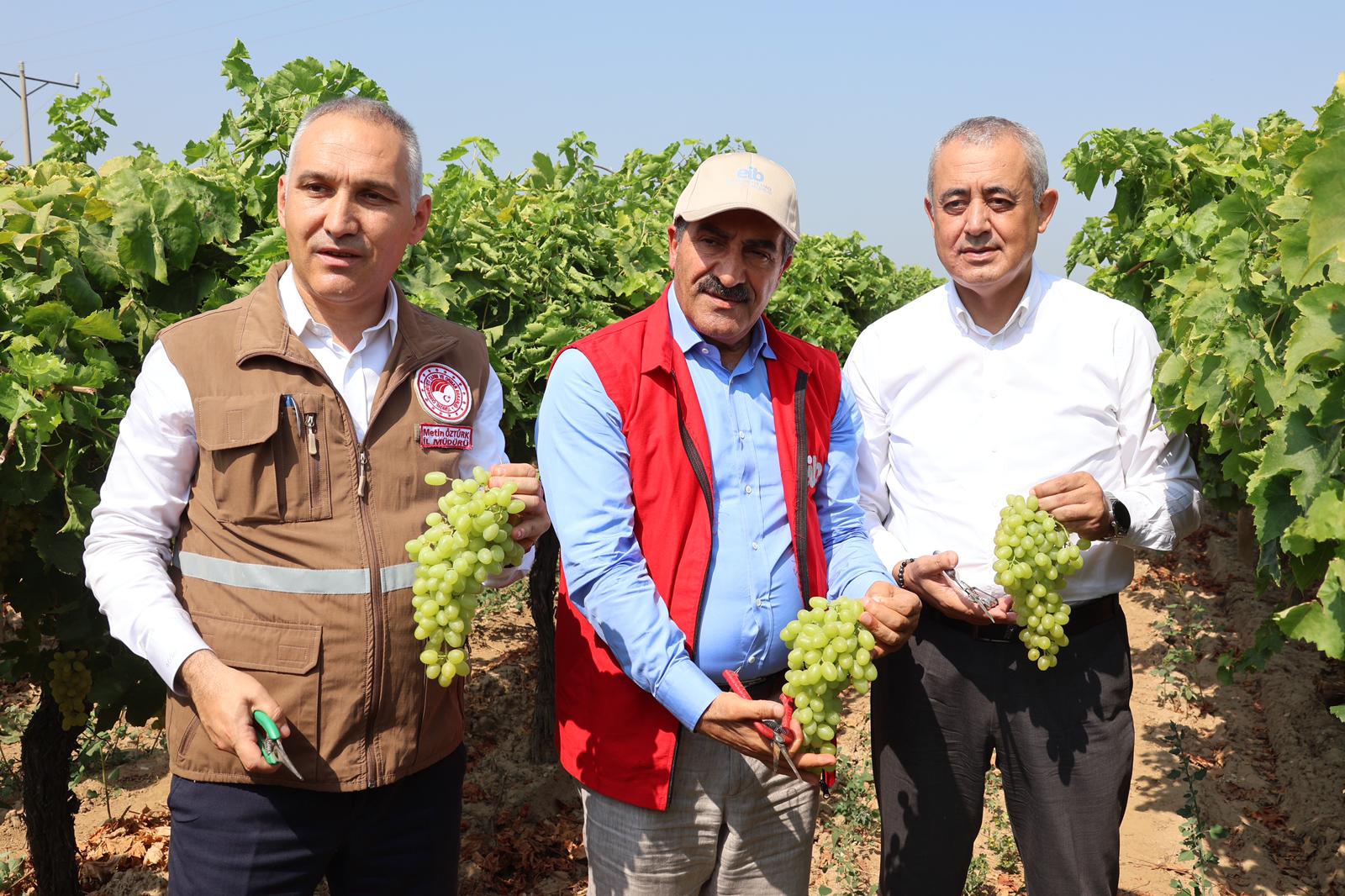 Yaş üzümde 200 milyon dolar aşılacak