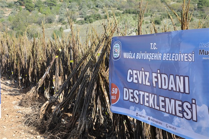 Muğla Büyükşehir 2014 yılından beri 151 bin 780 adet fidan desteği verdi