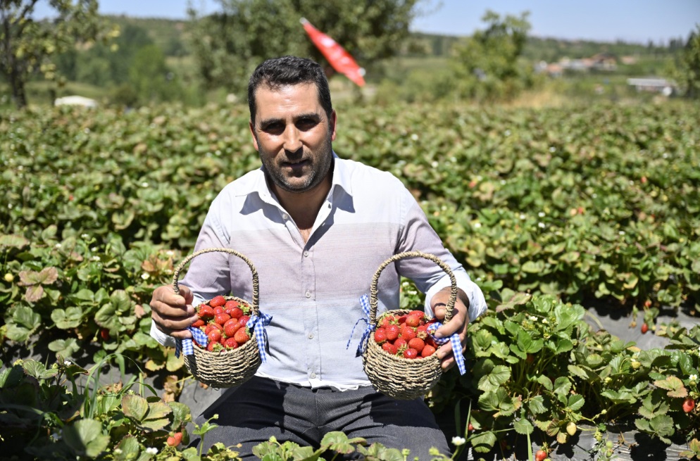 Organik Tarımla Bölgesel Kalkınma: Ödemiş Çileği Dünyaya Açılıyor