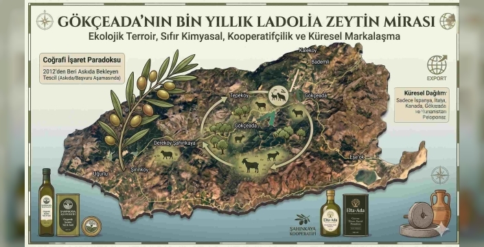 Gökçeada’da Bin Yıllık Ladolia Zeytini Mirası ve Gelecek Vizyonu
