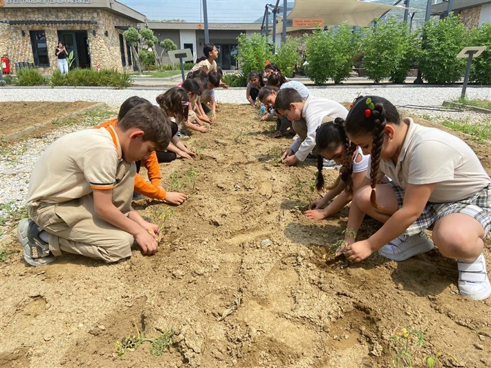 EFES SELÇUKLU ÇOCUKLAR FİDELERİ TOPRAKLA BULUŞTURUYOR