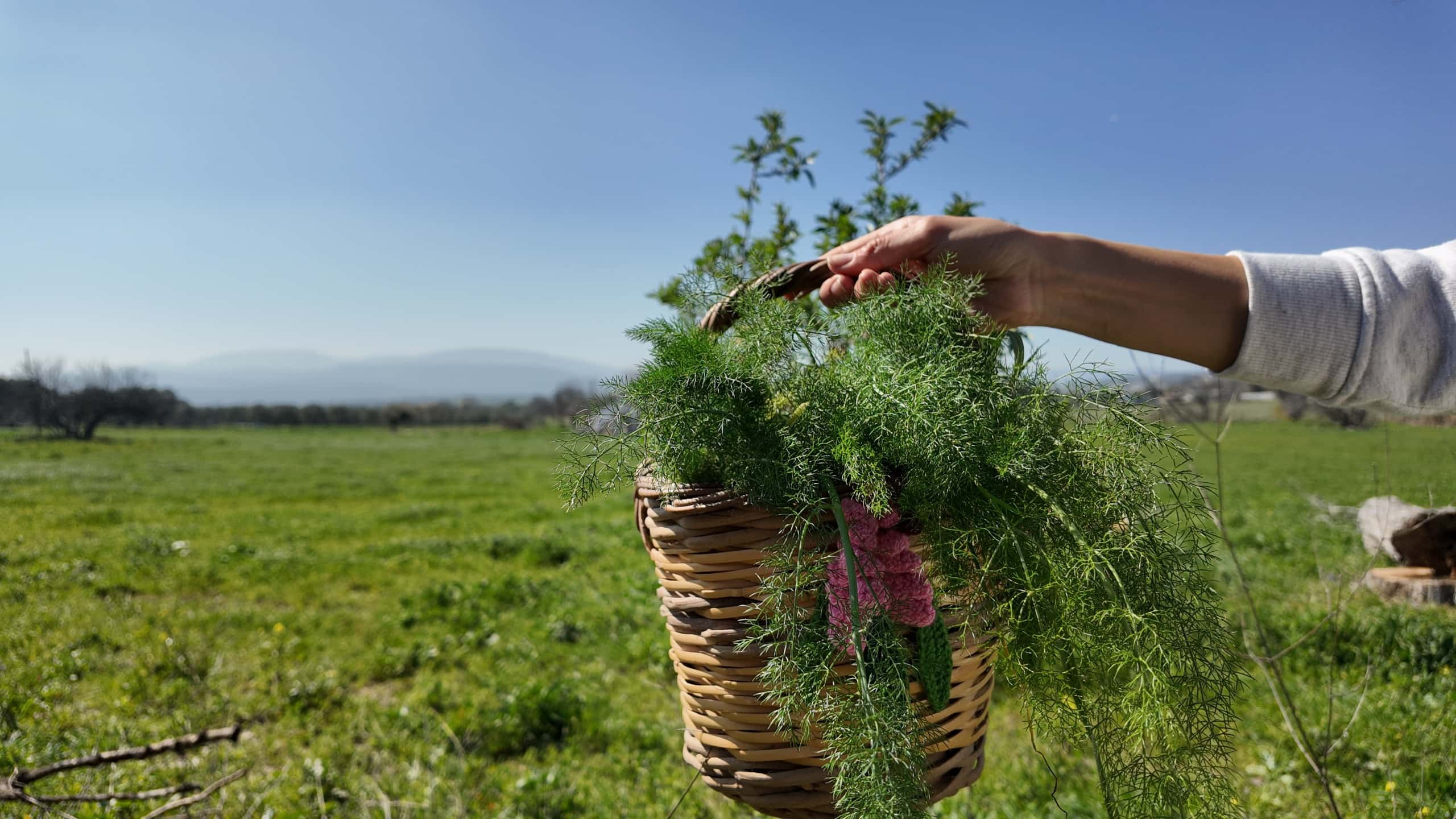 Mart Dokuzu Urla Ot Bayramı: Biyoçeşitlilik ve Gastronomi Buluşması