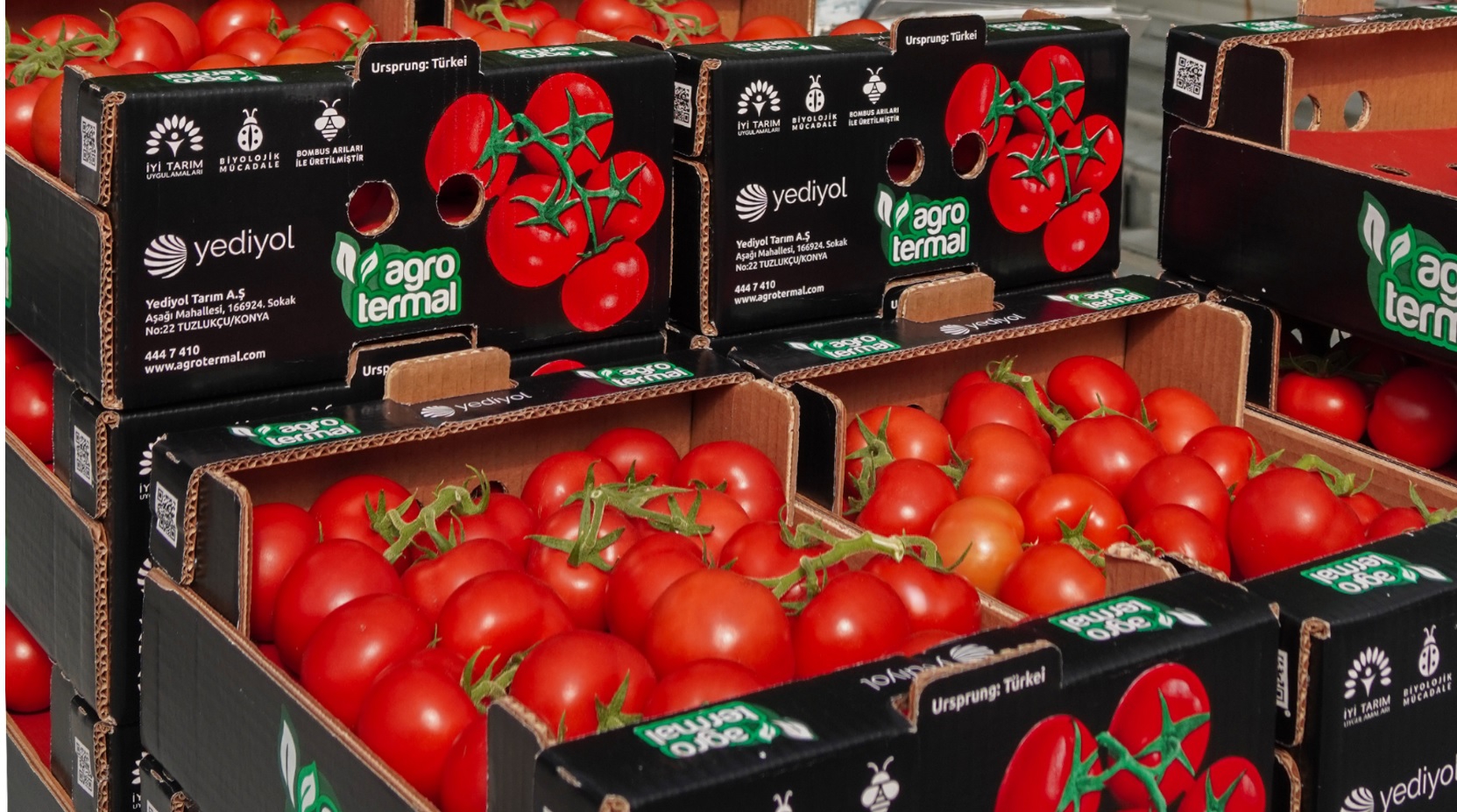 Yediyol Holding’den Tarım Devrimi: AgroTermal ile İlk Hasat